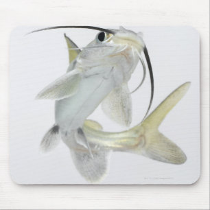 Dornhai (Hexanematichthys seemanni) Mousepad