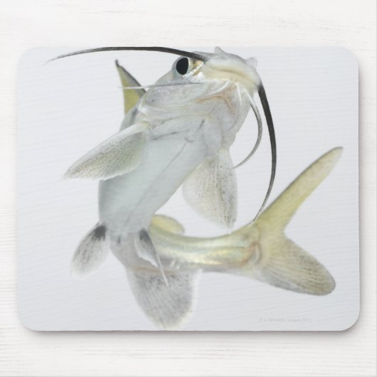 Dornhai (Hexanematichthys seemanni) Mousepad (Vorne)