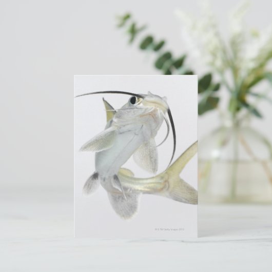 Dornhai (Hexanematichthys seemanni) Postkarte (Stehend Vorderseite)