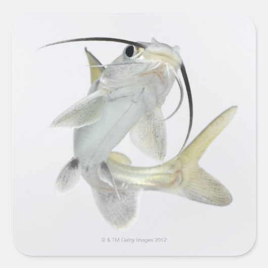 Dornhai (Hexanematichthys seemanni) Quadratischer Aufkleber (Vorderseite)