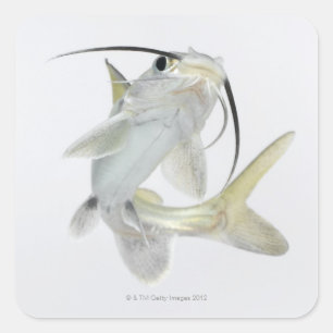 Dornhai (Hexanematichthys seemanni) Quadratischer Aufkleber