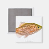 Dornhai (Puntius conchonius) Magnet (Vorderseite/Rückseite)