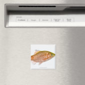 Dornhai (Puntius conchonius) Magnet (In Situ (Geschirrspüler))