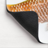 Dornhai (Puntius conchonius) Mousepad (Ecke)