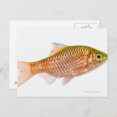 Dornhai (Puntius conchonius) Postkarte (Vorne/Hinten)