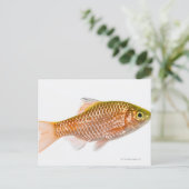 Dornhai (Puntius conchonius) Postkarte (Stehend Vorderseite)