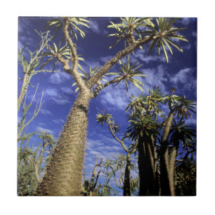 Dorniger Wald aus Pachypodium-Bäumen Fliese
