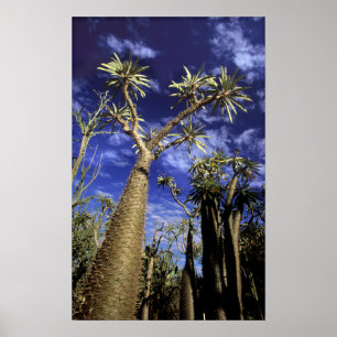 Dorniger Wald aus Pachypodium-Bäumen Poster