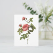 Dornlose Rose (Rosa inermis) von Redouté Postkarte (Stehend Vorderseite)