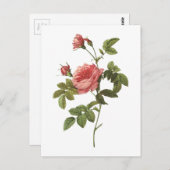 Dornlose Rose (Rosa inermis) von Redouté Postkarte (Vorne/Hinten)
