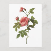Dornlose Rose (Rosa inermis) von Redouté Postkarte (Vorderseite)