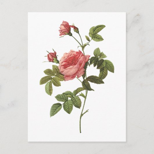 Dornlose Rose (Rosa inermis) von Redouté Postkarte (Vorderseite)