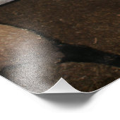 Dorper Sheep Stehend mit den Ohren zurück Fotodruck (Ecke)