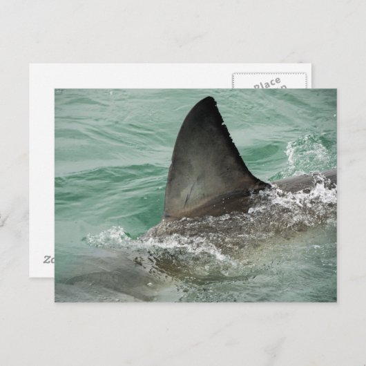 Dorsales Querruder eines Weißen Hais Postkarte (Vorne/Hinten)