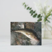 Dorsch in der Ostsee. Postkarte (Stehend Vorderseite)