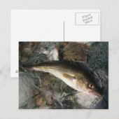 Dorsch in der Ostsee. Postkarte (Vorne/Hinten)