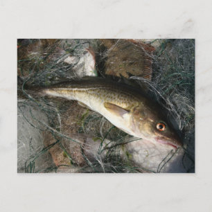 Dorsch in der Ostsee. Postkarte