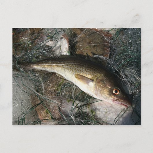 Dorsch in der Ostsee. Postkarte (Vorderseite)