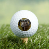 Dorset Horn Ram Golfball (Insitu T-Shirt)