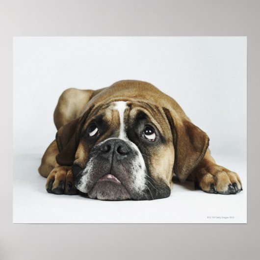 Dorset Old Tyme Bulldog Poster (Vorne)