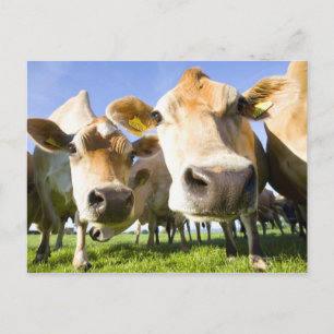 Dorset, UK Postkarte