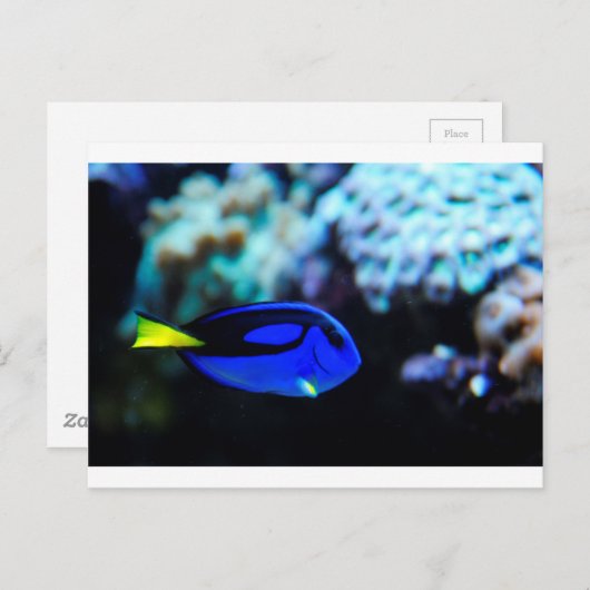 Dory, Blue Tang Fish Postkarte (Vorne/Hinten)