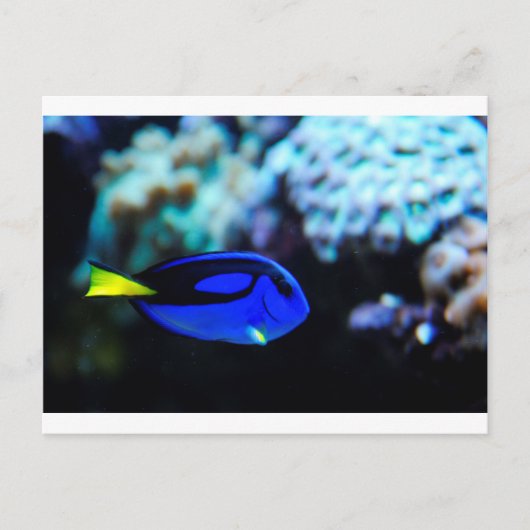 Dory, Blue Tang Fish Postkarte (Vorderseite)