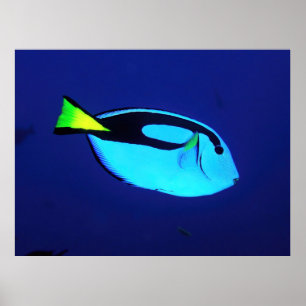 Dory Poster