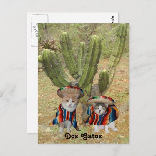 Dos Gatos Postkarte (Vorne/Hinten)