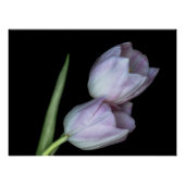 Dos tulipanes abrazándose poster (Vorderseite)