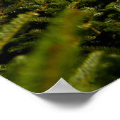 Dose in Pine Trees Poster (Ecke)