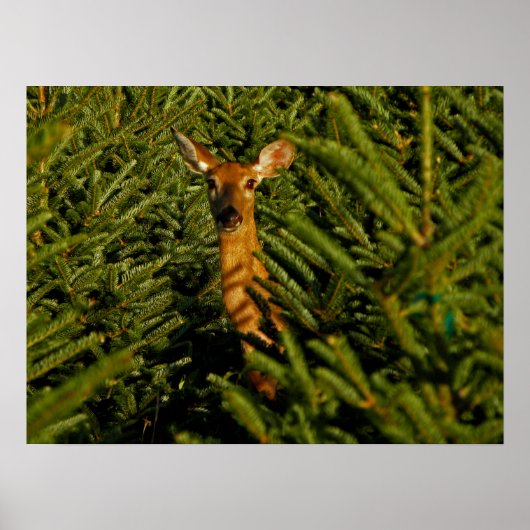 Dose in Pine Trees Poster (Vorne)