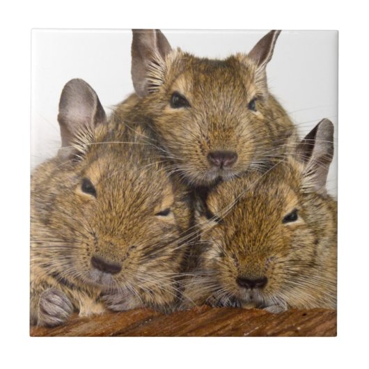 Dösende Degu Trio-Fliese Fliese (Vorderseite)