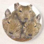 Dösendes Degu Trio Getränkeuntersetzer (Vorne)