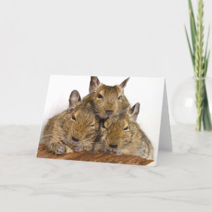 Dösendes Degu Trio Karte