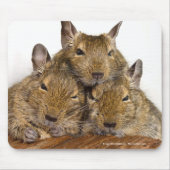Dösendes Degu Trio Mousepad (Vorne)