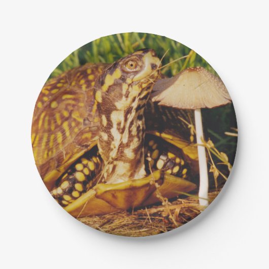 Dosenschildkröte-Pilz-Pappteller Pappteller (Vorderseite)