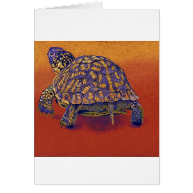 Dosenschildkröte, Schildkröte (Vorne)