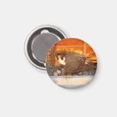 Dot.ca und Orion Magnet (Vorderseite/Rückseite)