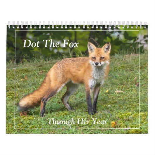 Dot the Fox Kalender (Titelbild)