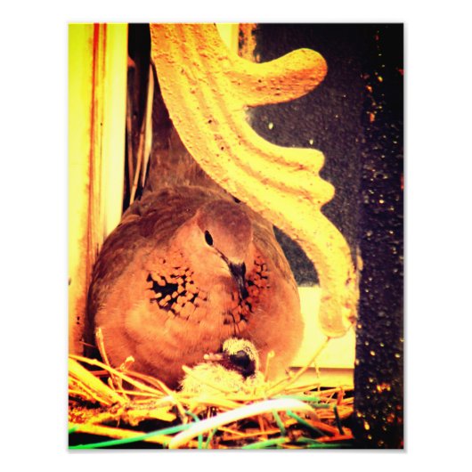 Doting Mama Dove Fotodruck (Vorne)