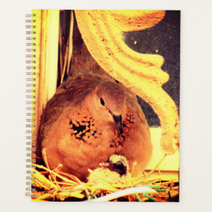 Doting Mama Dove Planer