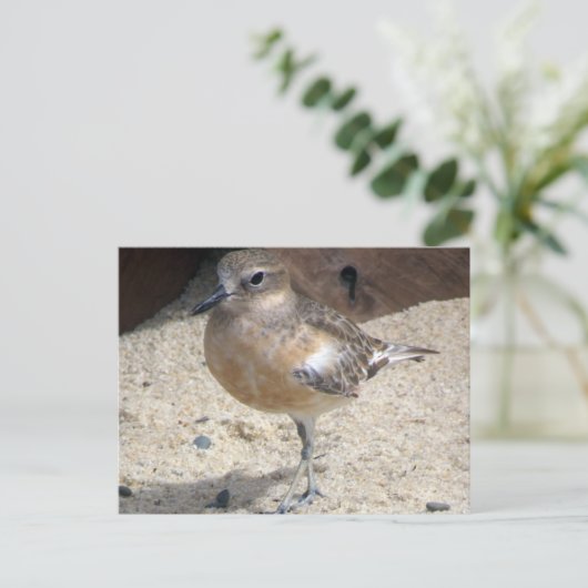 Dotterel Postkarte (Stehend Vorderseite)