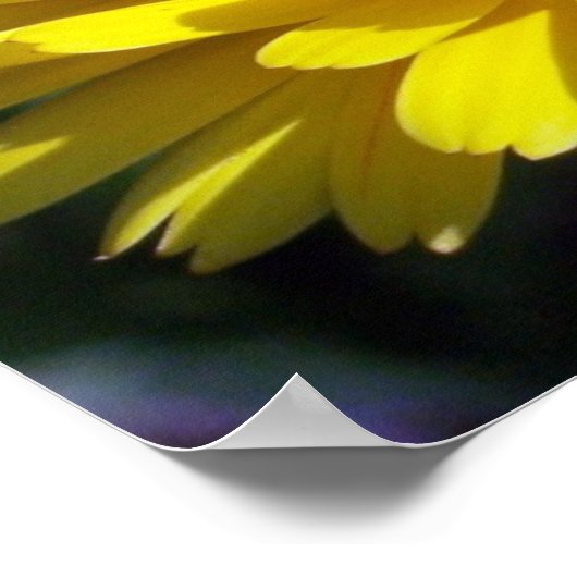 Double Aster Poster (Ecke)