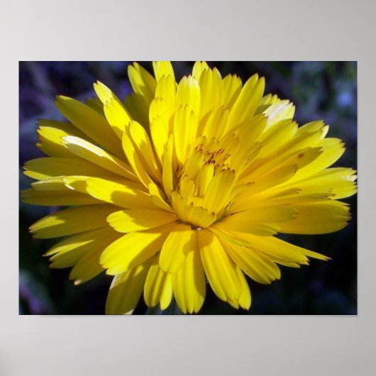 Double Aster Poster (Vorne)