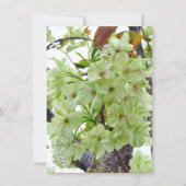 Double Cherry Blossom: Gioiko Karte (Vorderseite)