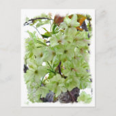Double Cherry Blossom: Gioiko Postkarte (Vorderseite)
