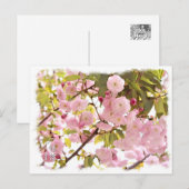 Double Cherry Blossom: Imose Postkarte (Vorne/Hinten)