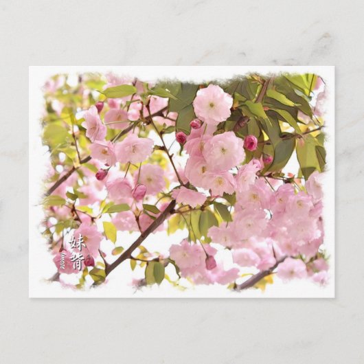 Double Cherry Blossom: Imose Postkarte (Vorderseite)