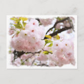 Double Cherry Blossom: Oh-jochin ポストカード Postkarte (Vorderseite)
